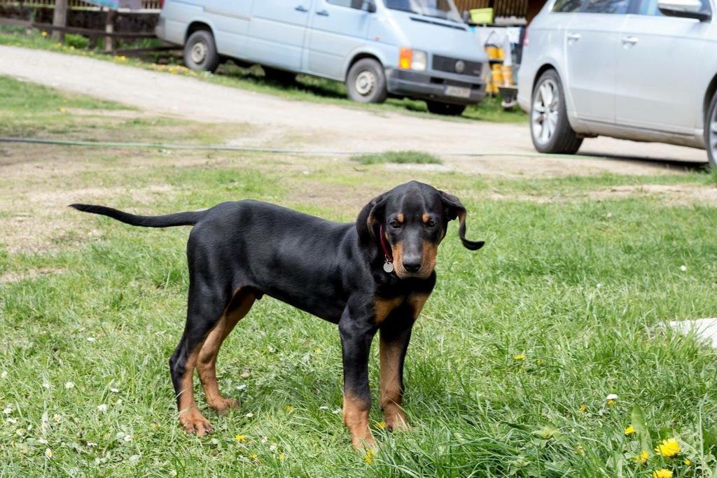 Pensiunea Alexolar Matisesti Exterior foto